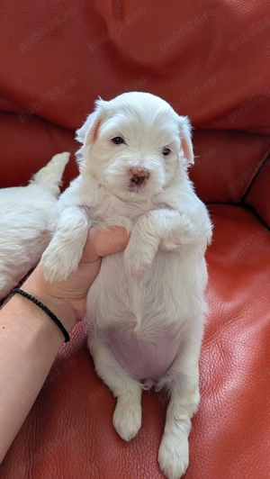vand bichon maltez - imagine 5