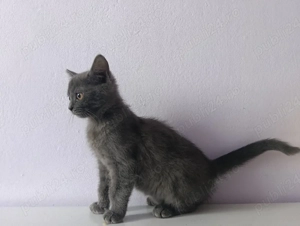 vand pisicute rasa  comuna 