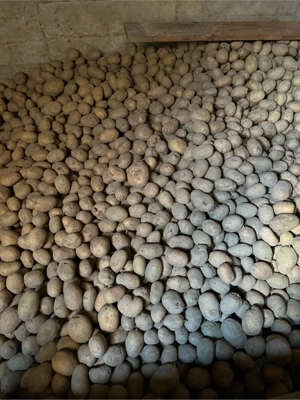 Cartofi samanta, consum Marabel