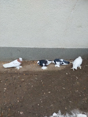 Vând porumbei uriaș german  - imagine 2