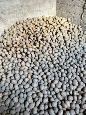 Cartofi samanta, consum Marabel - imagine 2