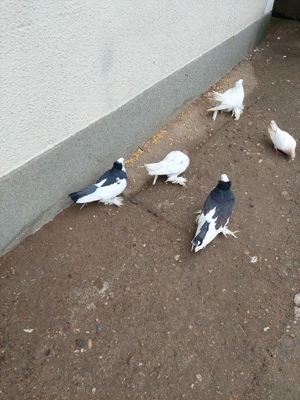 Vând porumbei uriaș german 