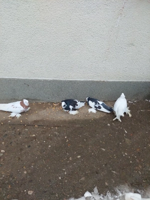 Vând porumbei uriaș german  - imagine 3