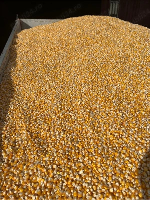 Porumb sticlos Severo - imagine 2