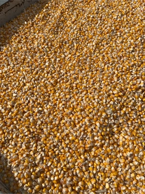 Porumb sticlos Severo - imagine 3