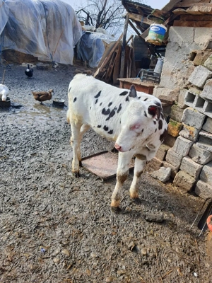 vitea de vanzare . - imagine 4