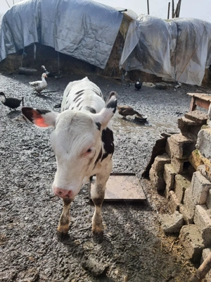 vitea de vanzare . - imagine 2