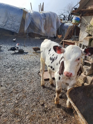 vitea de vanzare . - imagine 5