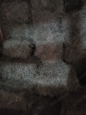 Vănd 200 baloți de făn - imagine 4