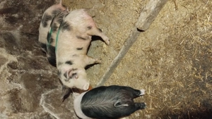 Vând șoldani la 30-35 kg - imagine 3