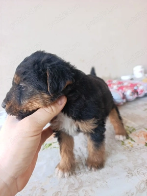 Jagd Terrier - imagine 2