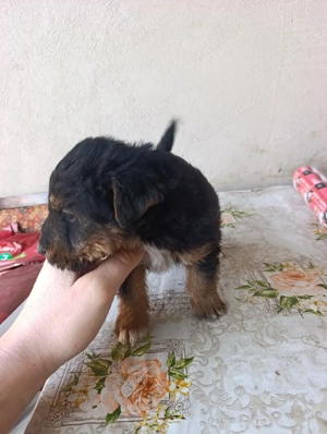 Jagd Terrier - imagine 3