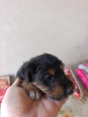 Jagd Terrier - imagine 4