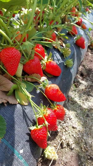 Stoloni capsuni Albion fragi mur zmeur smochin agris tayberry albizia - imagine 2