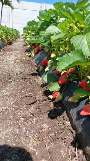 Stoloni capsuni Albion fragi mur zmeur smochin agris tayberry albizia - imagine 4