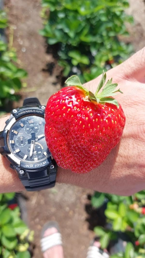 Stoloni capsuni Albion fragi mur zmeur smochin agris tayberry albizia - imagine 3