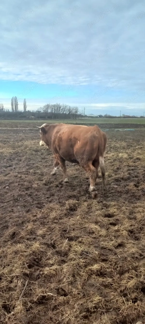 vand  taur - imagine 2