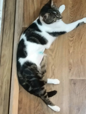 Pisicuță frumoasă, sterilizata pentru adopție responsabilă. - imagine 5