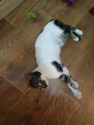 Pisicuță frumoasă, sterilizata pentru adopție responsabilă. - imagine 4