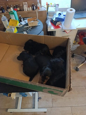 Jagd Terrier - imagine 5