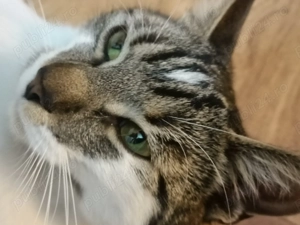 Pisicuță frumoasă, sterilizata pentru adopție responsabilă. - imagine 2