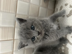 British shorthair longhair