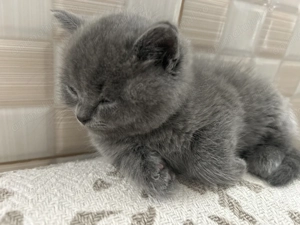 British shorthair longhair - imagine 3