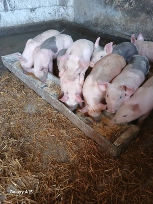  vand 6 purcei rasa de carne sunt castrați  mananca bine detali la  telefon - imagine 2