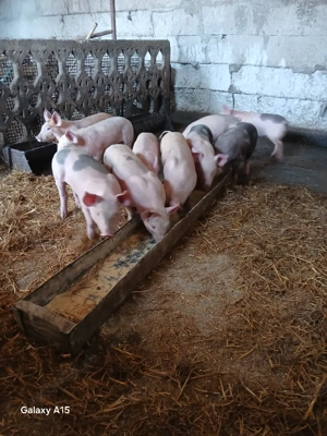  vand 6 purcei rasa de carne sunt castrați  mananca bine detali la  telefon - imagine 3