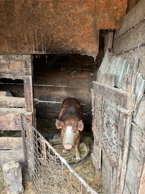 Vand Porc de Carne  - imagine 3