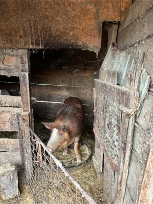 Vand Porc de Carne  - imagine 5