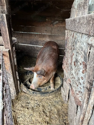 Vand Porc de Carne  - imagine 4