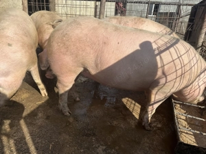 Purcele de vânzare gestante 