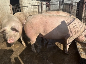Purcele de vânzare gestante 