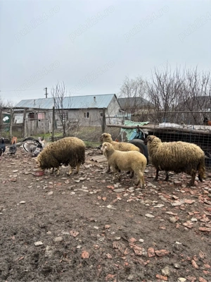 Vand Oaie si Carlani - imagine 3