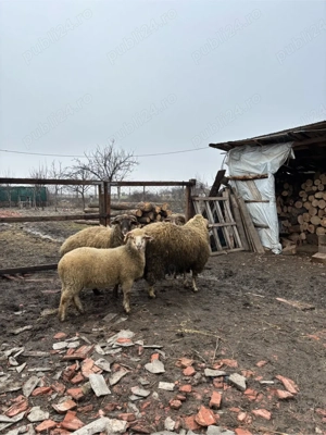 Vand Oaie si Carlani