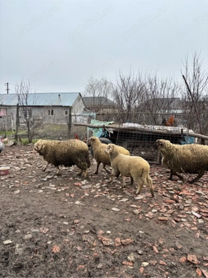 Vand Oaie si Carlani - imagine 4