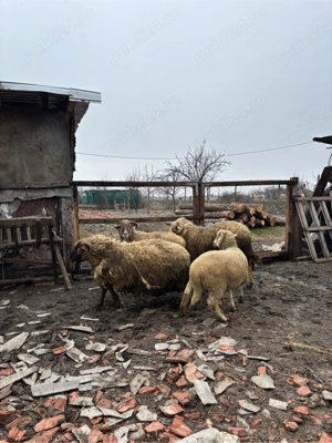 Vand Oaie si Carlani - imagine 2