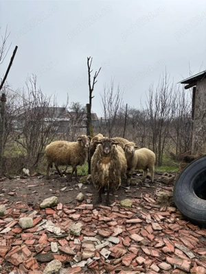 Vand Oaie si Carlani - imagine 5