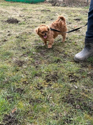 femela pekhinez - imagine 3