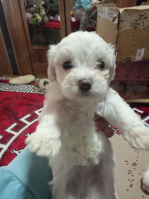 căței bișoni maltezi 