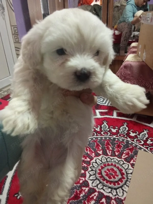 căței bișoni maltezi  - imagine 4