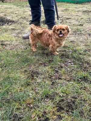 femela pekhinez - imagine 2