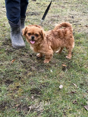 femela pekhinez - imagine 4