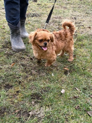 femela pekhinez - imagine 5