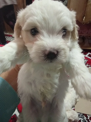 căței bișoni maltezi  - imagine 2