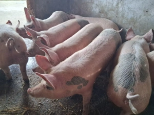 vând 9 soldani 60-65 kg Rasa de calitate Marele Alb (masculi castraţi) - imagine 2