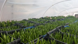 Zambile la ghiveci   Blue Jacket, Splendid Cornelia, Fondante