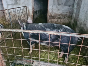 De vânzare . - imagine 2