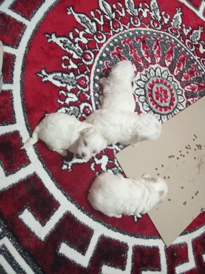 căței bișoni maltezi  - imagine 5